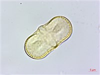 茴香、懷香藏品圖，第1張