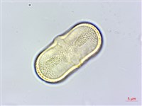 茴香、懷香藏品圖，第2張