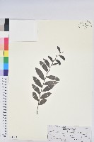 紅毛饅頭果藏品圖，第1張