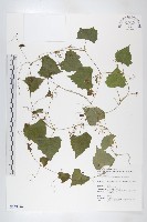 黑果馬交兒藏品圖，第1張