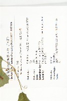 黑果馬交兒藏品圖，第2張