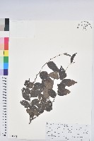 毛果算盤子藏品圖，第1張