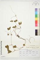 登錄號:S148814藏品圖，第1張