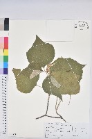 白背葉藏品圖，第1張