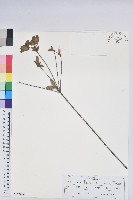 唐杜鵑、大屯杜鵑、中原氏杜鵑藏品圖，第1張