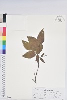 米飯花藏品圖，第1張