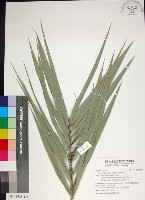 台灣海棗藏品圖，第1張