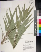 台灣海棗藏品圖，第1張