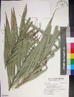 台灣海棗藏品圖，第1張