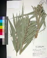 台灣海棗藏品圖，第1張