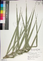 台灣海棗藏品圖，第1張