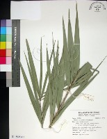 台灣海棗藏品圖，第1張