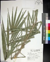 台灣海棗藏品圖，第1張