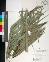 台灣海棗藏品圖，第1張