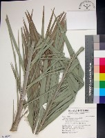 台灣海棗藏品圖，第1張