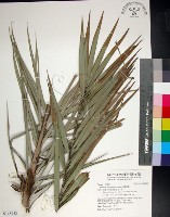 台灣海棗藏品圖，第1張