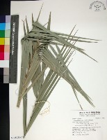 台灣海棗藏品圖，第1張