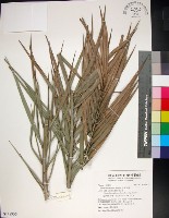 台灣海棗藏品圖，第1張