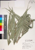 台灣海棗藏品圖，第1張