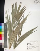 台灣海棗藏品圖，第1張