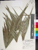 台灣海棗藏品圖，第1張