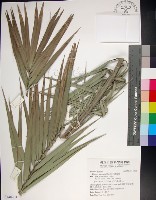 台灣海棗藏品圖，第1張