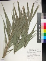 台灣海棗藏品圖，第1張