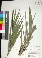 台灣海棗藏品圖，第1張