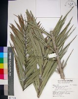 台灣海棗藏品圖，第1張