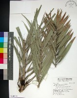 台灣海棗藏品圖，第1張