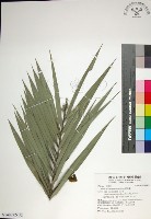 台灣海棗藏品圖，第1張