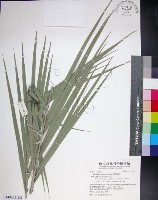 台灣海棗藏品圖，第1張