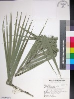 台灣海棗藏品圖，第1張