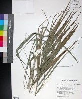 台灣海棗藏品圖，第1張