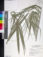 台灣海棗藏品圖，第1張