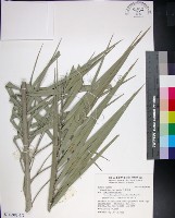 台灣海棗藏品圖，第1張