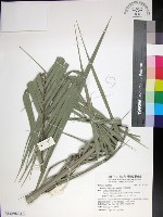 台灣海棗藏品圖，第1張