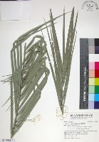 台灣海棗藏品圖，第1張