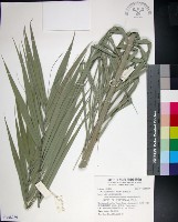 台灣海棗藏品圖，第1張