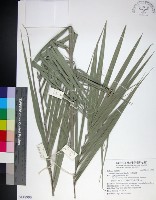 台灣海棗藏品圖，第1張