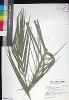 台灣海棗藏品圖，第1張