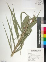 台灣海棗藏品圖，第1張