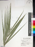 台灣海棗藏品圖，第1張