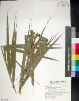 台灣海棗藏品圖，第1張