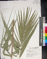 台灣海棗藏品圖，第1張