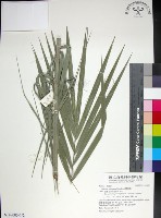 台灣海棗藏品圖，第1張