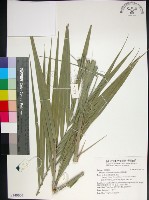 台灣海棗藏品圖，第1張