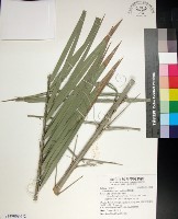 台灣海棗藏品圖，第1張