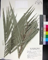 台灣海棗藏品圖，第1張