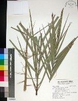 台灣海棗藏品圖，第1張